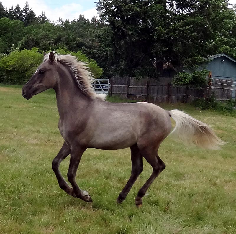 black silver dapple horse